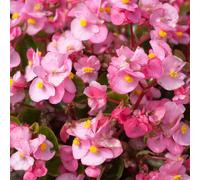 Begonia Heaven Pink Flowering Outdoor Bedding Plug Plants Garden Ready 6 Pack