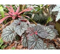 Begonia Little Moon Houseplant Plug Plant