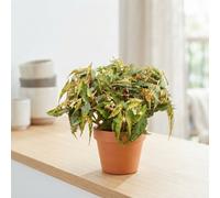 Begonia Maculata 'amphioxus' - 6Cm Pot