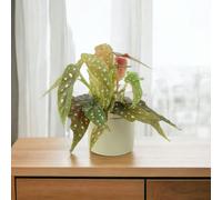 Begonia Maculata - Polka Dot Begonia 12cm Pot - Ceramic French Green