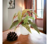 Begonia Maculata Polka Dot Begonia 12Cm Pot Garden Plant