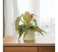 Begonia Maculata Polka Dot Begonia 12Cm Pot Garden Plant