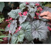 Begonia Neon Moon Houseplant Plug Plant