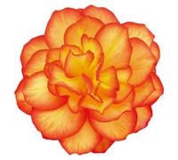 Begonia Nonstop Fire 12 Plug Plants Bedding