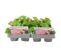 Begonia Semperflorens Green Pink 6 Pack x 2 - 12 Plants Garden Flowers