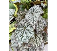 Begonia Sterling Moon Houseplant Plug Plant