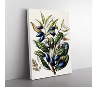 Beilschmiedia Taiaire Tawa Flowers By Sarah Featon Vintage Canvas Wall Art Print Ready to Hang, Framed Picture for Living Room Bedroom Home Office Décor, 50x35 cm (20x14 Inch)
