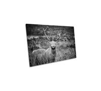Being Noticed Stag Deer Antlers Wildlife Canvas Wall Art Picture Print CanvasGeeks Grey W18 inch x H12 inch x D20mm