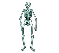 Beistle Jointed Skeleton, Paper, White/Green/Black, 55"