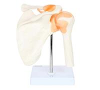 beiyaiey PVC Shoulder Joint Model Human Shoulder Bone Ligament Scapula Clavicle Anatomical Structure Orthopedic Teaching Model