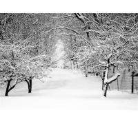 BELECO 1.8x1.2m Black and White Snow Forest Path Photo Backdrop | Quiet Monochrome Woodland Fabric Background Winter Holiday Decorations Banner Family Kids Photo Booth Props Customizable