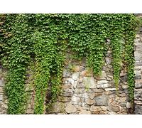 BELECO 2.1x1.5m Fabric Green Leaves Wall Backdrop Old Stone Wall with Green Leaves Vine Spring Garden Nature Backdrop Greenery Banner Background Home Decor Wedding Birthday Photoshoot Studio Props