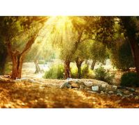 BELECO 2.1x1.5m Fabric Olive Trees Garden Backdrop for Photography Mediterranean Orchard with Old Tree Sunshine Wonderland Rural Natural Scenery Background Wall Mural Photo Studio