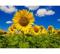 BELECO 2.5x1.8m Fabric Sunflower Field Photography Backdrop Outdoor Spring Garden Yellow Flowers Scenery Blue Sky Background Baby Shower Birthday Wedding Party Decoration Portrait Shoot Photo