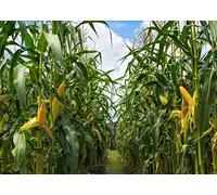 BELECO 2.5x1.8m Green Cornfield Backdrop Fabric Rural Corn Fields Maize Photography Background Farmland Crops Fall Harvest Theme Party Decor Backdrop Coutryside Farm Agriculture Scenery Photo