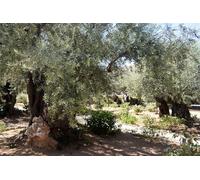 BELECO 3x2m Fabric Ancient Olive Trees Backdrop Garden of Gethsemane Mount of Olives Jerusalem Israel Christian Religious Belief Church Decor Party Banner Props