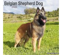 Avonside Publishing Calendar – Belgian Shepherd Dog 2026 – Square Wall, 16-Month, Plastic-Free