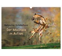 Belgian Shepherd Dog - The Malinois in Action UK-Version (Wall Calendar 2026 DIN A3 Landscape), CALVENDO 12 Month Wall Calendar