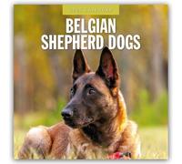 Belgian Shepherd Dogs 2025 Square Wall Calendar: Original Red Robin Publishing L