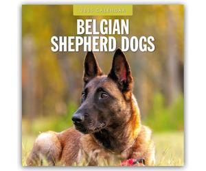 Belgian Shepherd Dogs 2025 Square Wall Calendar