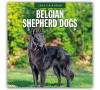 Belgian Shepherd Dogs 2026 Square Wall Calendar