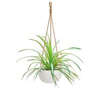 BELLE VOUS White Ceramic Indoor/Outdoor Hanging Planter - 69cm / 27.16 Inches - Macrame Basket Flower Holder Pot - Rope with Hanging Loop - for Decorative use in Gardens & Homes