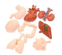 BELLIFFY 8pcs Organ Models for Model Decor Realistic Human Organ Simulation Props Set Includes Lung Liver Brain Heart Stomach Kidney
