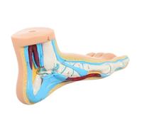 BELLIFFY Anatomical Foot Model for Teaching and Display and Nursing Schools Realistic Beige Vinyl Human Foot Model Featuring and Joint Structure for Educational Use