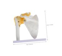 BELLIFFY Articulatio Humeri Shoulder Joint Model with Ligaments Human Skeleton Medical Teaching Tool for Hospitals Schools and Laboratories Educational Anatomy Display