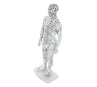 BELLIFFY Lifelike Male Acupuncture Model with Precise Meridian Points Human Body Simulation for Chinese Medicine Teaching Acupoint Marked Mannequin for Clinical Training and Educational Use