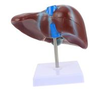 BELLIFFY Medical Anatomical Human Liver Model with Base Realistic Teaching Instrument for Physiology and Anatomy Education in Medical Nursing and Health Schools