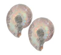 BELLIFFY Natural Ammonite Specimen 2-Piece Set Educational Sliced Ammonite Models for Boys and Girls and Collection Decorative Mineral Ornament for Learning and Display