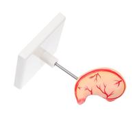 BELLIFFY Realistic Human Stomach Anatomy Model for Medical Education Detailed Anatomical Gastric Teaching Tool Easy Assembly and Disassembly Stomach Medical Anatomy Model for Classroom and