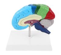 BELLIFFY Scale Human Right Hemisphere Brain Model with Detailed Labels for Medical Education Science Classroom Display and Anatomy Study Tool