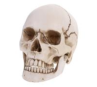 BELLIFFY Skull Prop Movable Jaw Human Skull Model Resin Skeleton for Educational Demonstration Decor