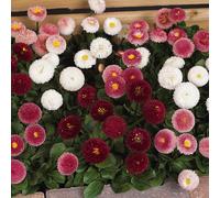 Bellis Bellissima Mixed 6-Pack - Garden Ready Perennial Bedding Plants (PLANTS-BED-BELMIX-CSP)