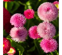 Bellis Rose Soft Rose Blooms 10.5Cm Pot 6 Pack