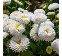Bellis White Classic Winter And Spring 10.5Cm Pot 3 Pack