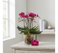 Bellissimo Amore Phalaenopsis Orchid - 15Cm Pot