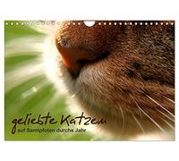 beloved cats - on velvet paws through the year UK-Version (Wall Calendar 2026 DIN A4 Landscape), CALVENDO 12 Month Wall Calendar