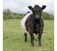 Belted Galloway Cow Greeting Card with sound