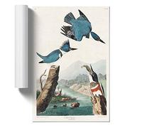 Belted Kingfishers by John James Audubon Art Print | Unframed Poster, A4 | Ready to Frame, 260gsm Satin Photo Paper, Fade-Resistant Inks, Wall Art for Living Rooms, Bedrooms and Offices