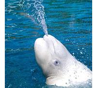 Beluga Whale - Greeting Sound Card by Really Wild Cards