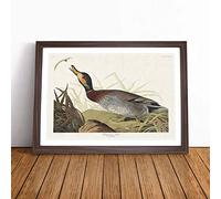 Bemaculated Duck by John James Audubon Framed Wall Art Picture Print - Canvas Painting - Modern Home Décor Poster - Ready to Hang for Living Room Bedroom Kitchen - Walnut A2 (48 x 66 cm)