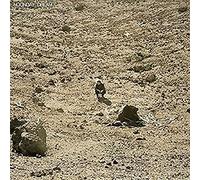Ben Howard - Noonday Dream [VINYL]