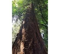 Beneath the Canopy Journal: Mindful Writing Notebook for Calm and Clarity