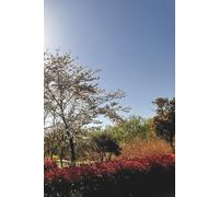 Beneath the Cherry Trees: A Blank Journal