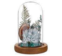 BENECREAT Glass Cloche Dome with Wood Base, 11.8x6.6cm/ 4.65x2.6inch Arch Display Dome for Plants and Collectibles, Complete Set Glass Bell Jar with Solid Wood Stand for Home Decor, Coconut Brown