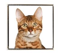 Bengal Cat Pet Silver Colour Square Badge With A Velveteen Bag