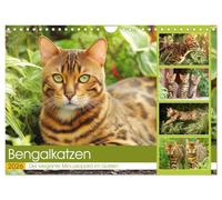 Bengal cats. The elegant mini leopard in the garden UK-Version (Wall Calendar 2026 DIN A4 Landscape), CALVENDO 12 Month Wall Calendar